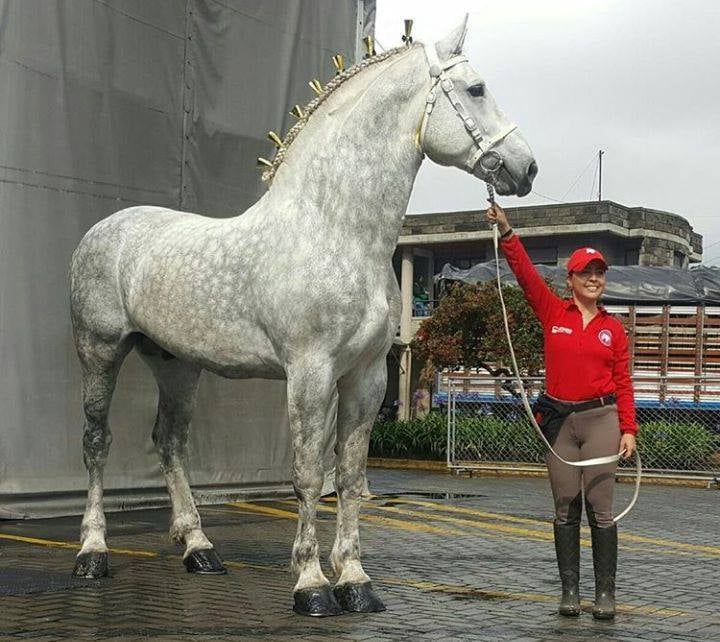 Percheron Horses - Owned by Criadero Sumatambo